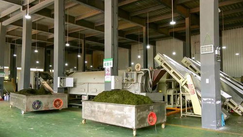 鳳岡 金融賦能 貸 動茶產(chǎn)業(yè)發(fā)展